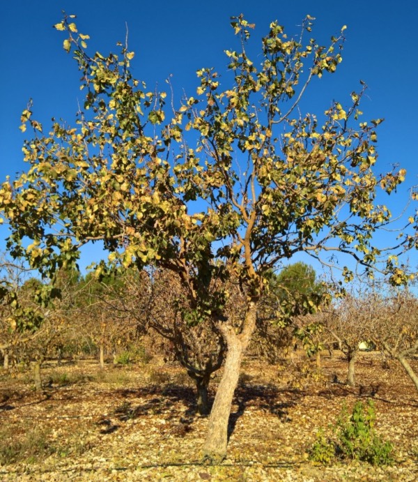 pistachero tratamiento invierno-2
