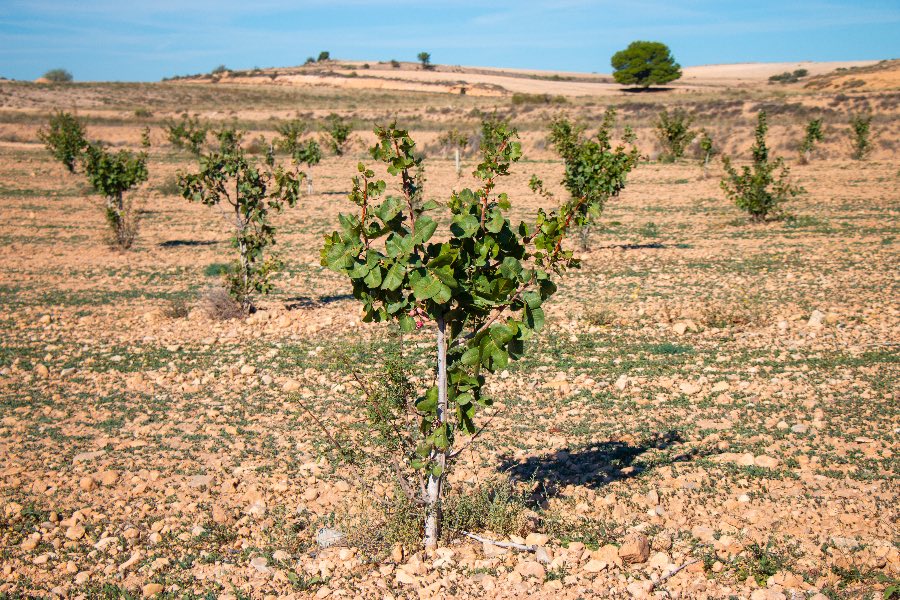 Plantación Pistachos Aragon