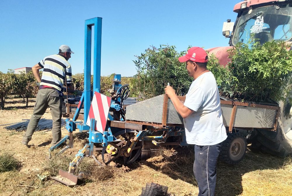 plantación pistacho