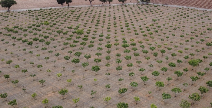plantacion_pistacho.JPG