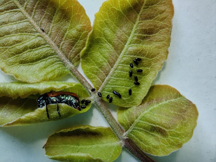 clitra en pistacho Labidostomis Lusitanica L. con su puesta. (FOTO: S. Armadoro)