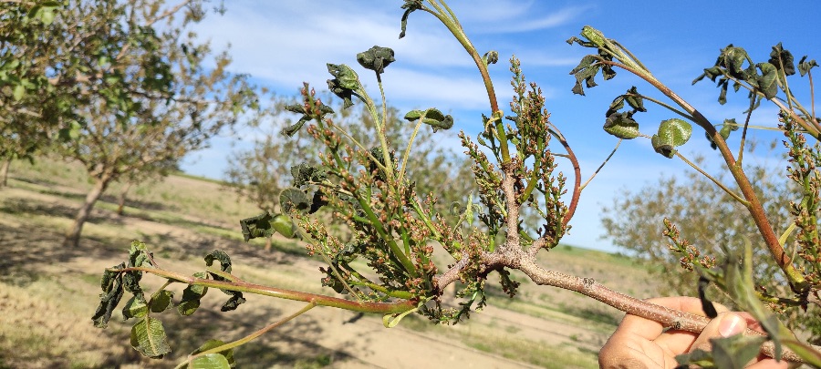 daño hojas pistacho por heladas