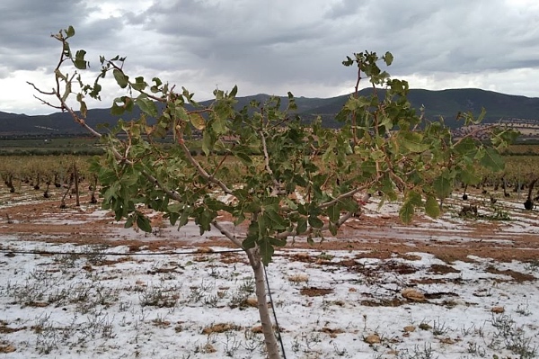 granizada pistacho